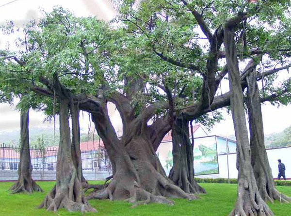 仿真榕樹(shù)